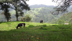 Vista desde la cima del cerro donde se encuentran varias milpas. Se pueden ver otros cerros, todo el paiseje es muy verde. Se presentan en primer plano tres vacas, dos mayormente negras y otra mayormente café y blanca