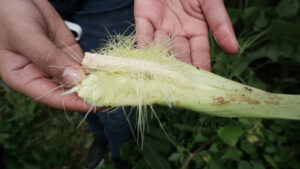 Elote pequeñito del tamaño de la palma de una mano