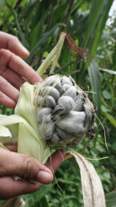 Huitlacoche. Granos de maiz blanco en una mazorca teñidos de negro por el hongo del huitlacoche