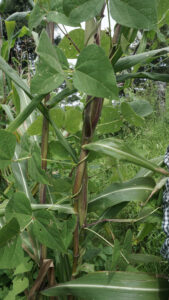 Hojas verdes de la enredadera de una variedad de frijol.