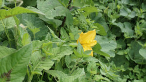 Flor amarilla entre muchas hojas verdes.
