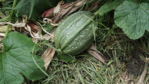 Calabaza color verde con forma ovalada y de gran tamaño, unos 25 centímetros de largo.