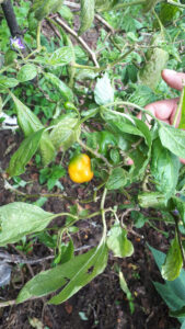 Hojas verdes y chiles amarillos y verdes