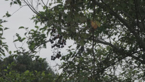 Hojas de árbol con moras colgando de sus ramas