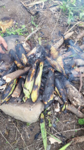 Fogata de leña con elotes envueltos en sus hojas color verde claro y ya algo quemadas