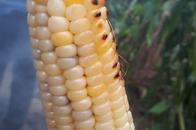 La cosecha de maíz